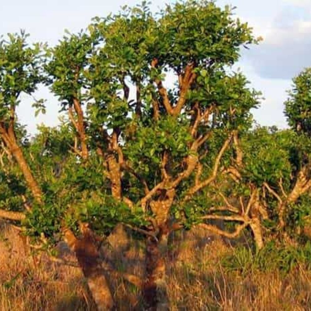 Yohimbe bark