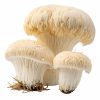 Pngtree majestic lions mane mushrooms 20699444